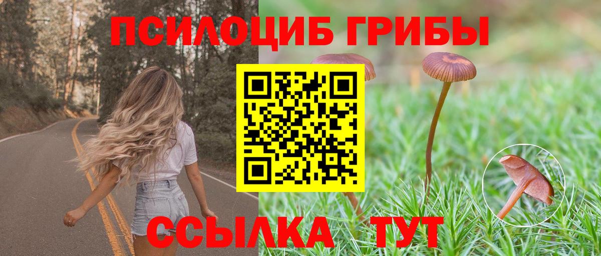 Галлюциногенные грибы Psilocybe  Вход с VPN  Зеленогорск  Псилоцибиновые грибы Psilocybine cubensis 